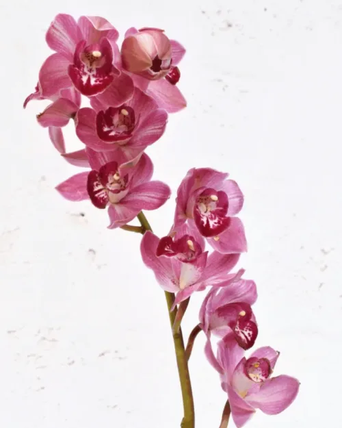 Cymbidium Pink