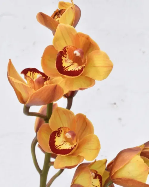 Cymbidium Yellow