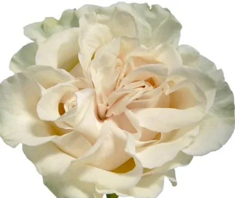 cotten expration roses11