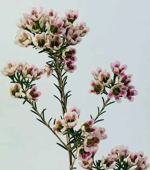 Wax Flowers Pink1