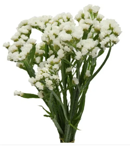 white Statice1