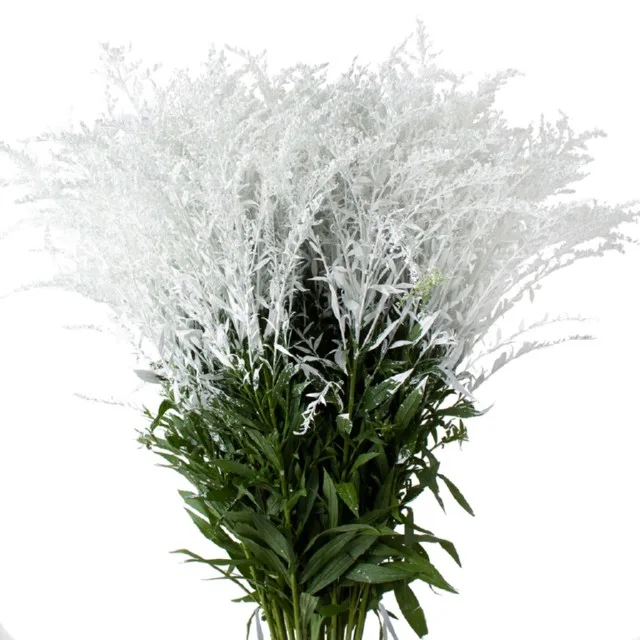 M_ae5e8e91-f138-4167-b2df-e47d040d9f44 Solidago Tinted White1
