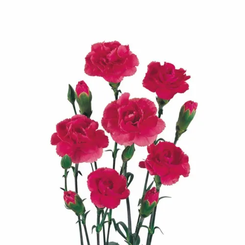 Mini Carnations-Hot Pink1