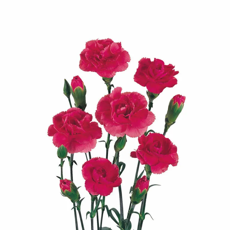 hot_pink_tessino@2x-768x768-1 Mini Carnations-Hot Pink1