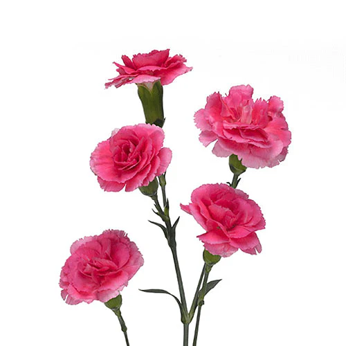 mini carnation hot pink1