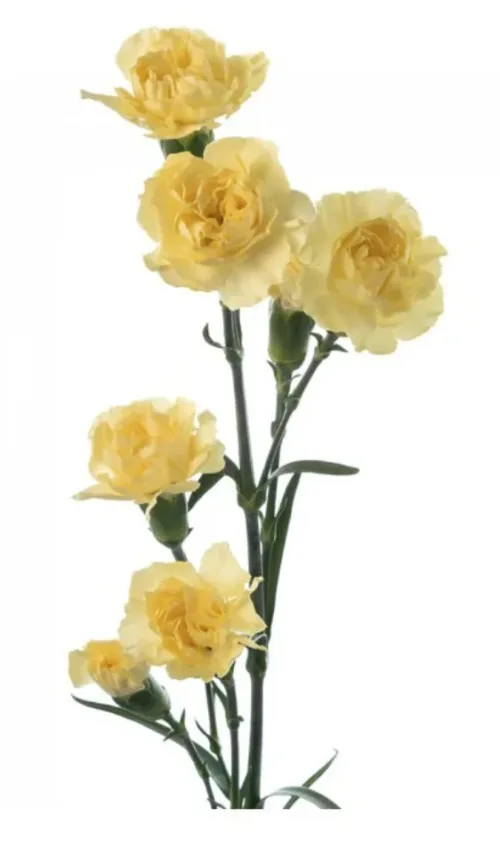 Mini Carnations-Yellow1