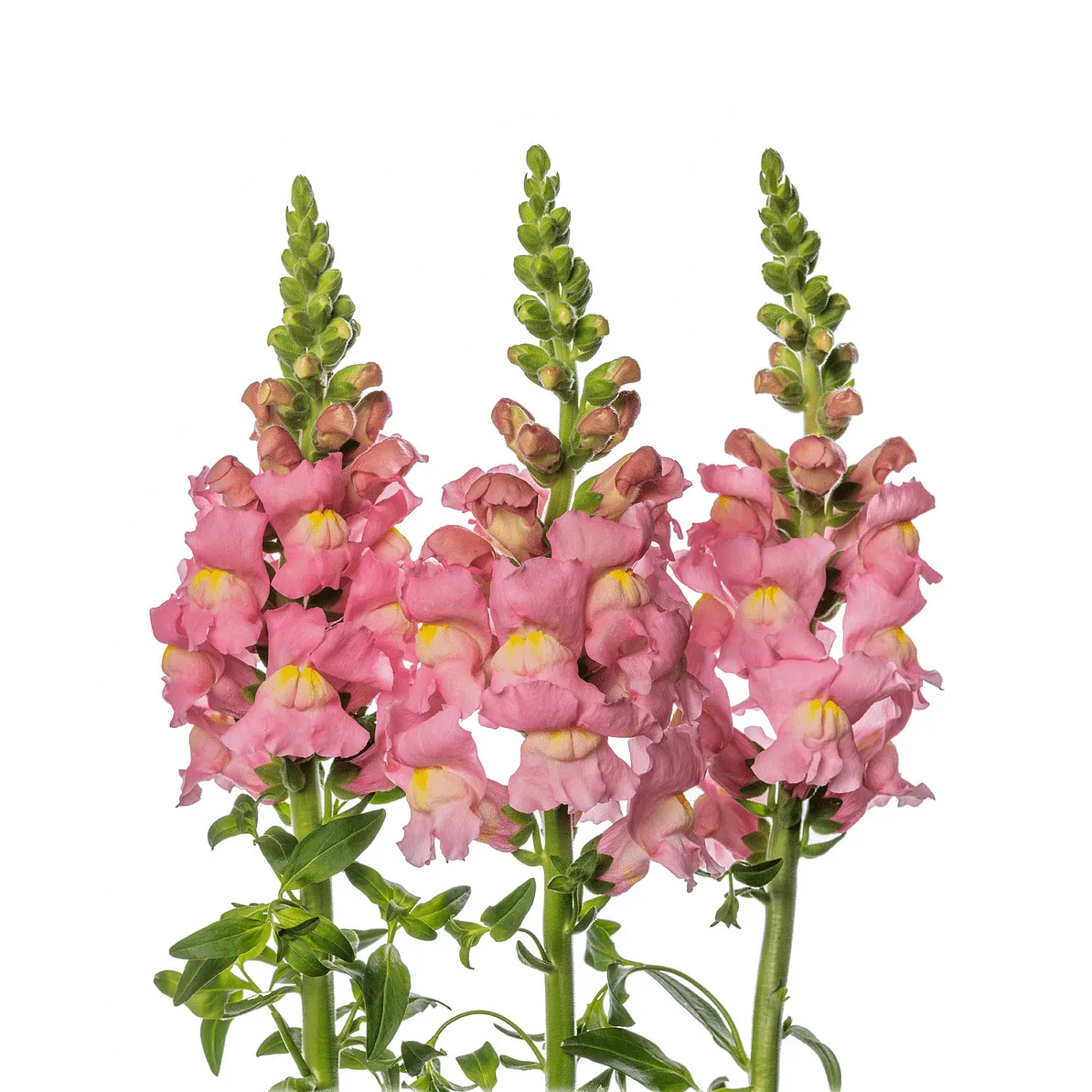 pink-snap Pink Snapdragon1