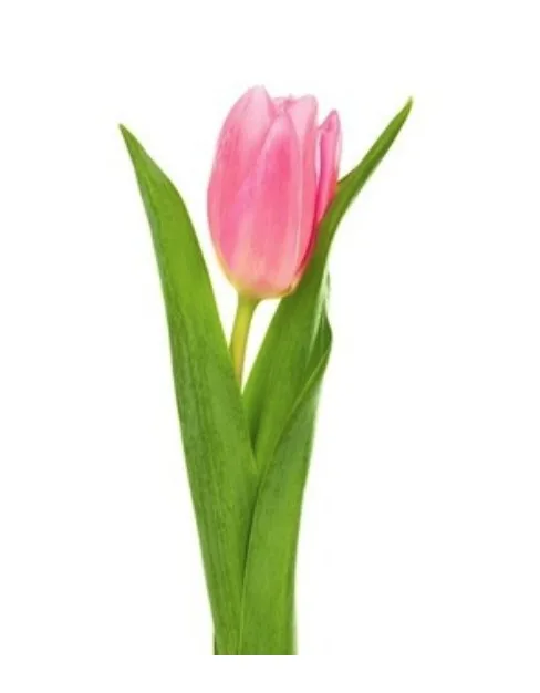 Tulip Pink1