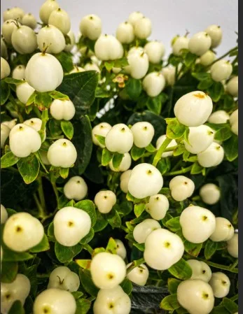 Hypericum Berries – White1