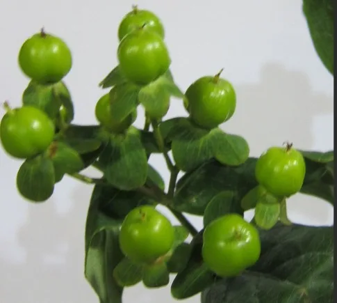 hypricum green Hypericum Berries - Green1