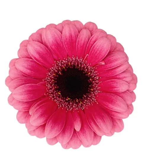 mini hot pink gerbera mini hot pink gerbera11