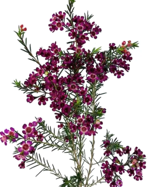 Wax Flower1