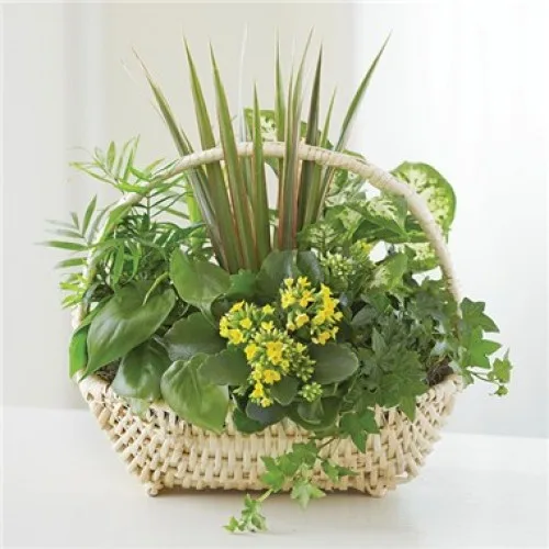 Sympathy Plants