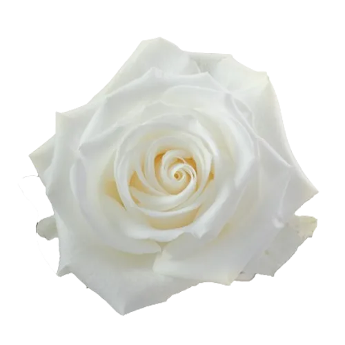 bulk white Tibet rose