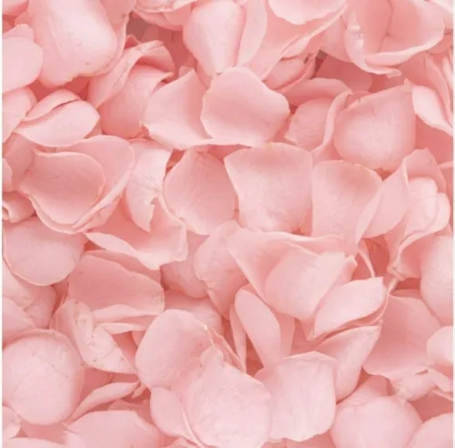 light pink rose petals11